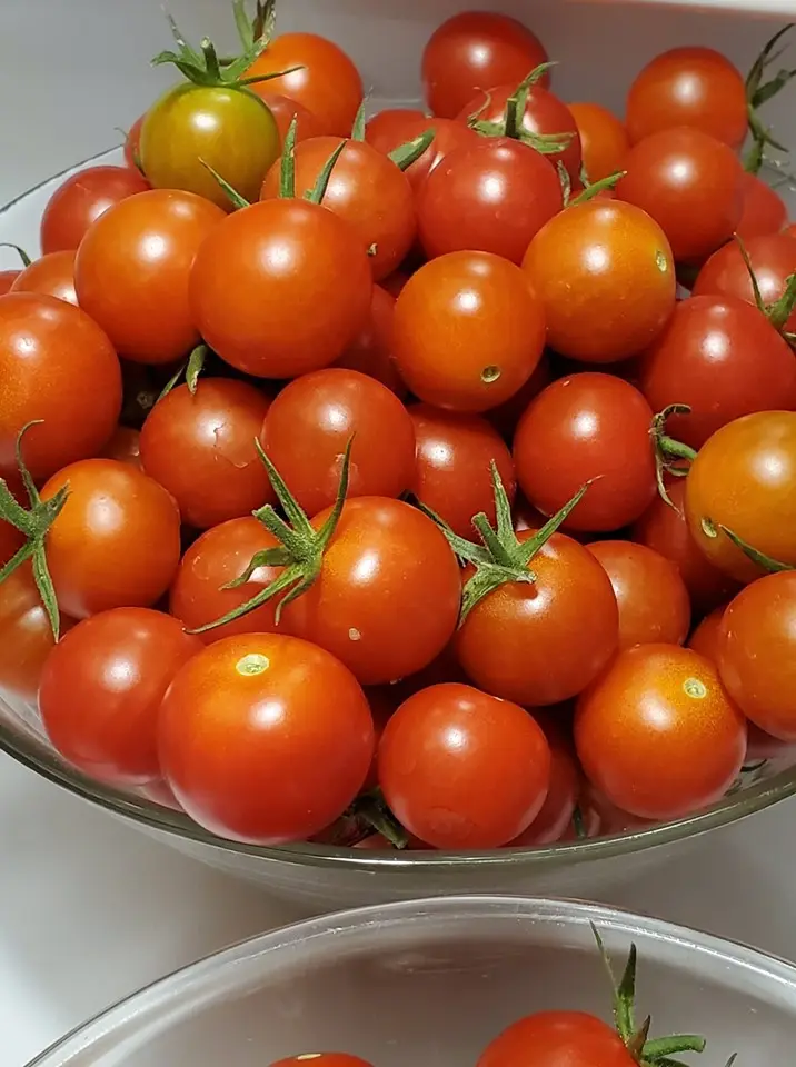 Italian cherry tomatoes picked fresh from the garden.