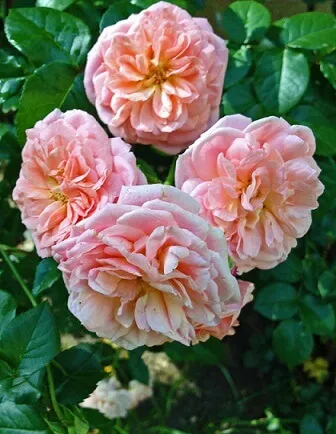 flowers-for-everyone