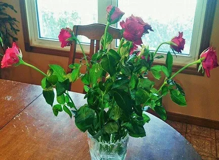 katrinas-pink-roses1