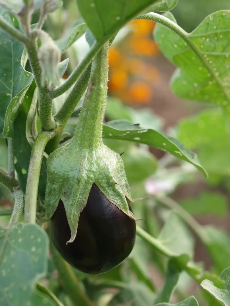 Italian eggplant