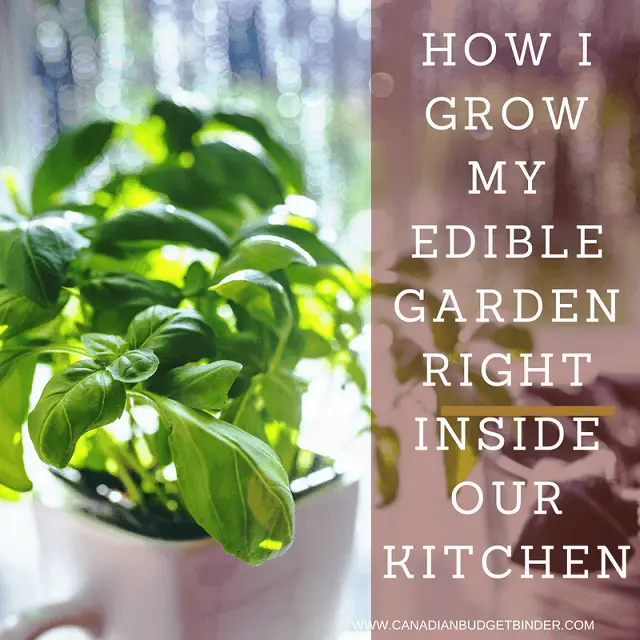 HOW-I-GROW-MY-EDIBLE-GARDEN-RIGHT-INSIDE-OUR-KITCHEN-3