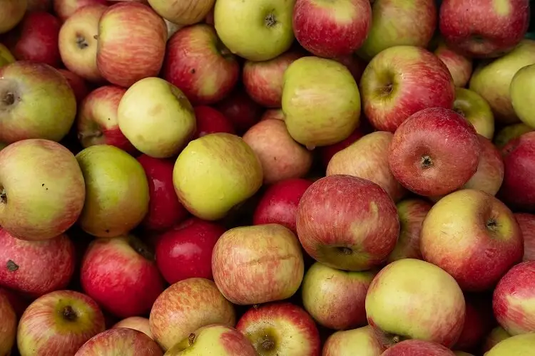 apples for apple pie bars
