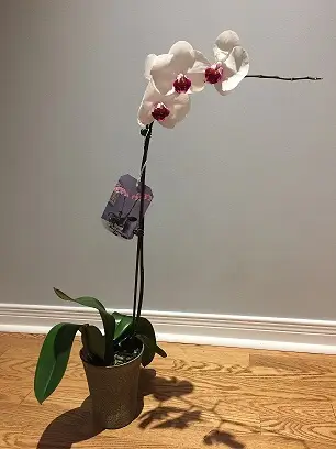 Orchid-free-from-food-basics on sale. Weekly Brag Canadian Budget Binder.