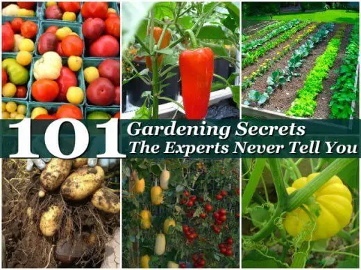 gardening-secrets-the-experts-dont-tell-you-about