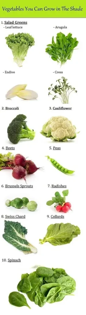 vegetables to grow in the shade