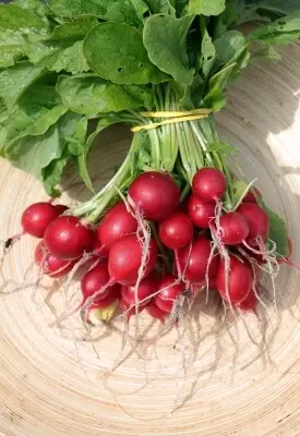 red radishes