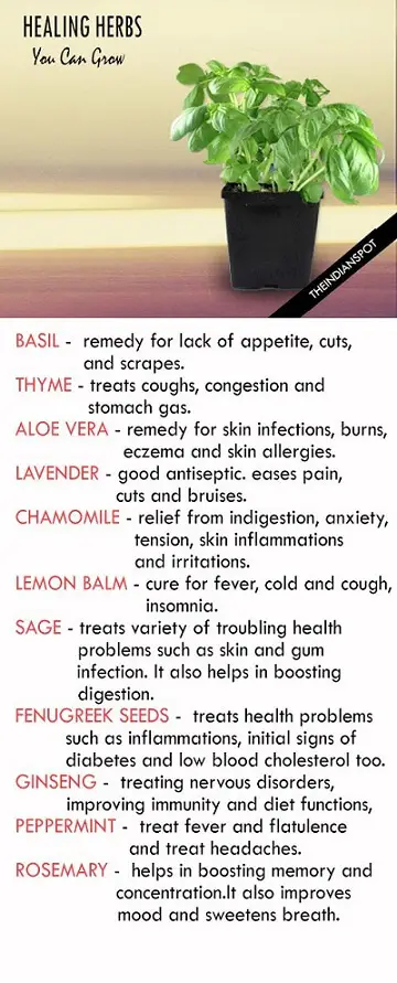 healing-herbs-you-can-grow-at-home