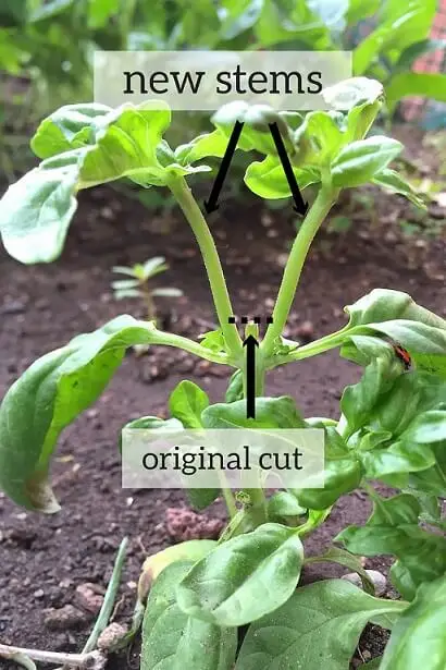 how-to-prune-basil