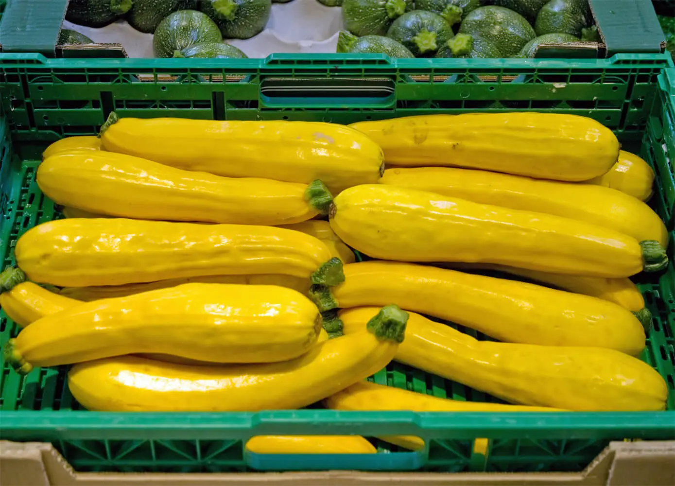 YELLOW-ZUCCHINI