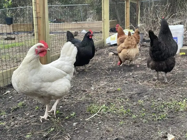 Chickens running around the Homestead Pen