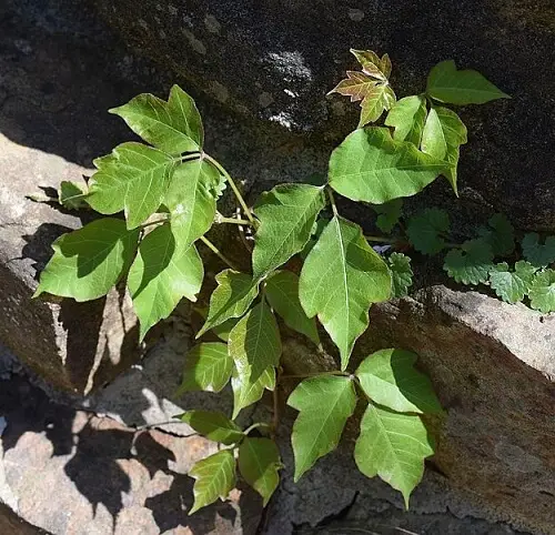 How-To-Identify-A-Poison-Ivy_What-Is-A-Poison-Ivy