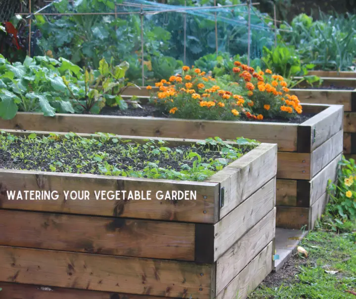 How To Water A Vegetable Garden