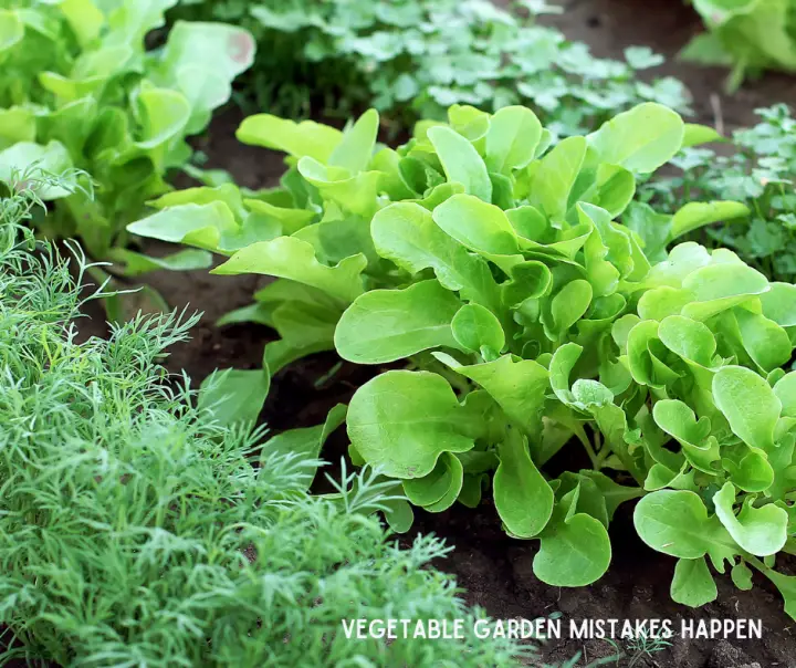 Mistakes Will Happen When You Learn How To Vegetable Garden