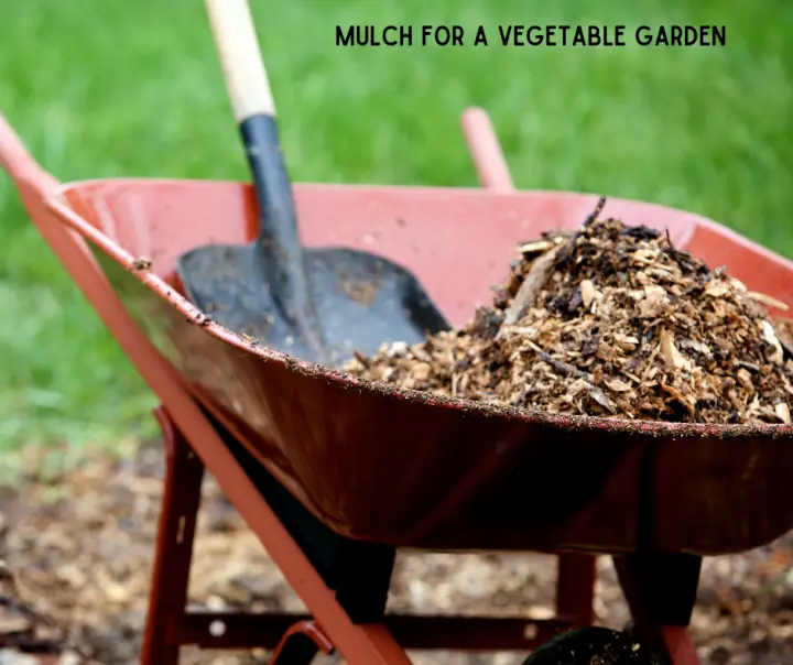 Mulch In A Wheelbarrow For A Vegetable Garden