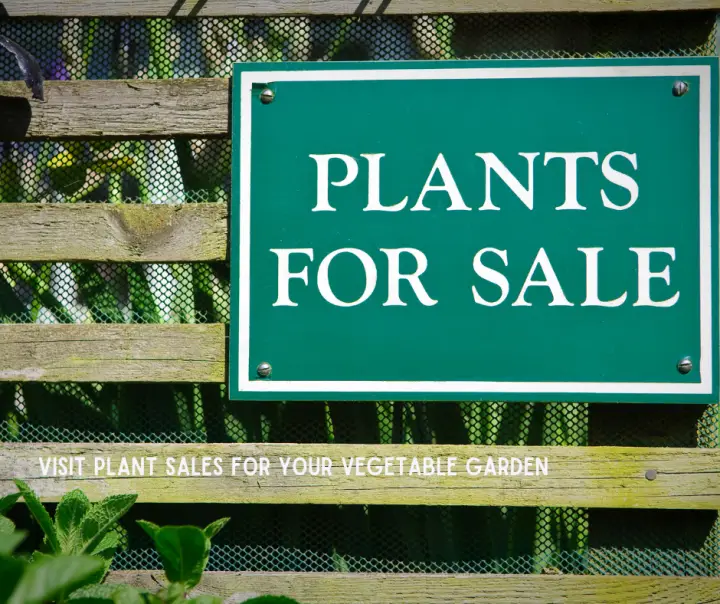 Visit Plant Sales For Your Vegetable Garden