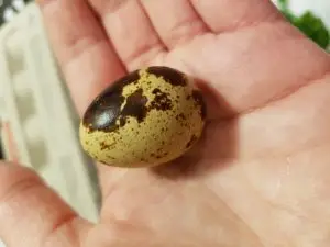 egg