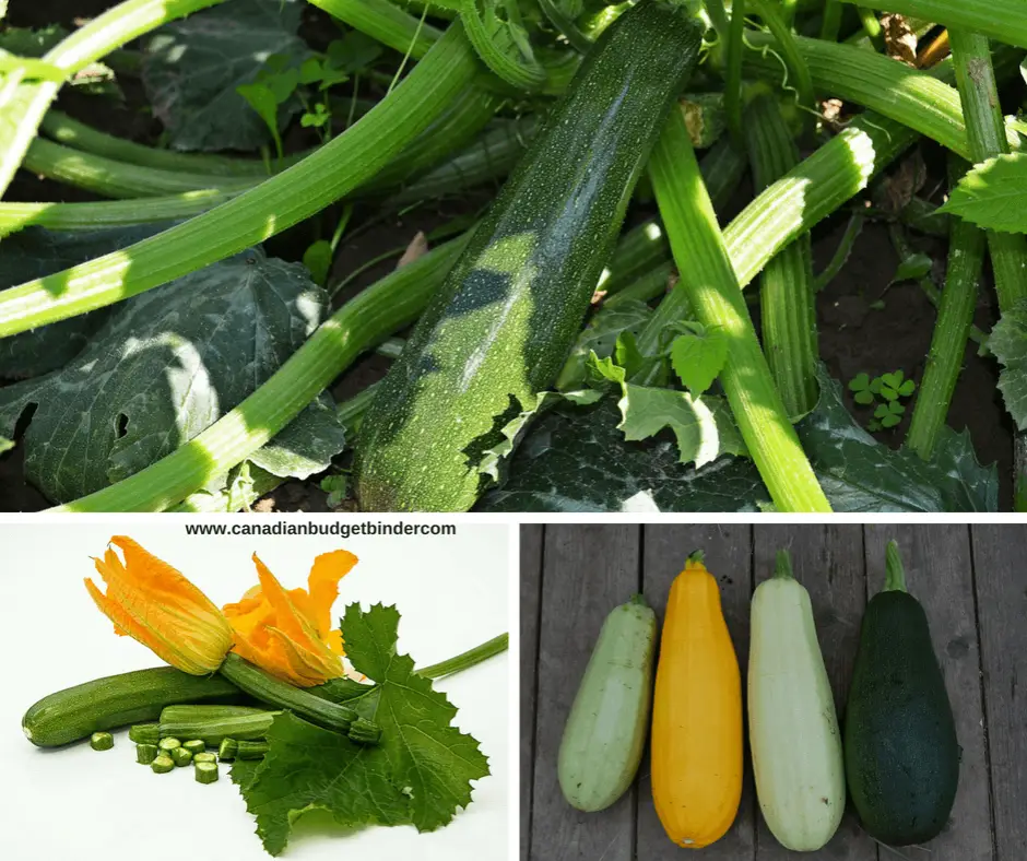 zucchini-blossoms-and-varities