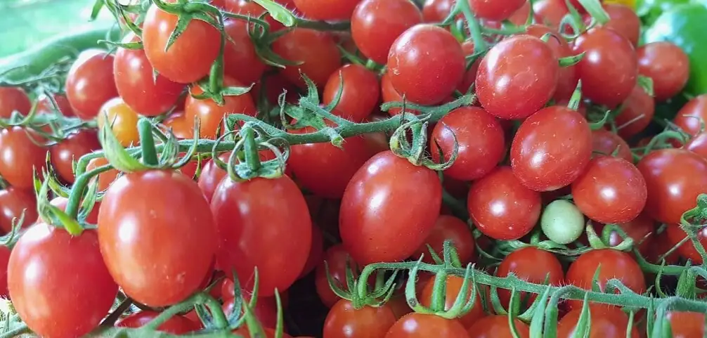 organic cherry tomatoes Ontario 2017