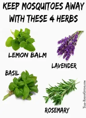 how-to-keep-mosquitos-away-with-herbs
