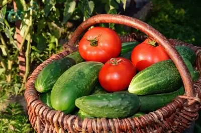 Tomatoes and Cucumber Harvest