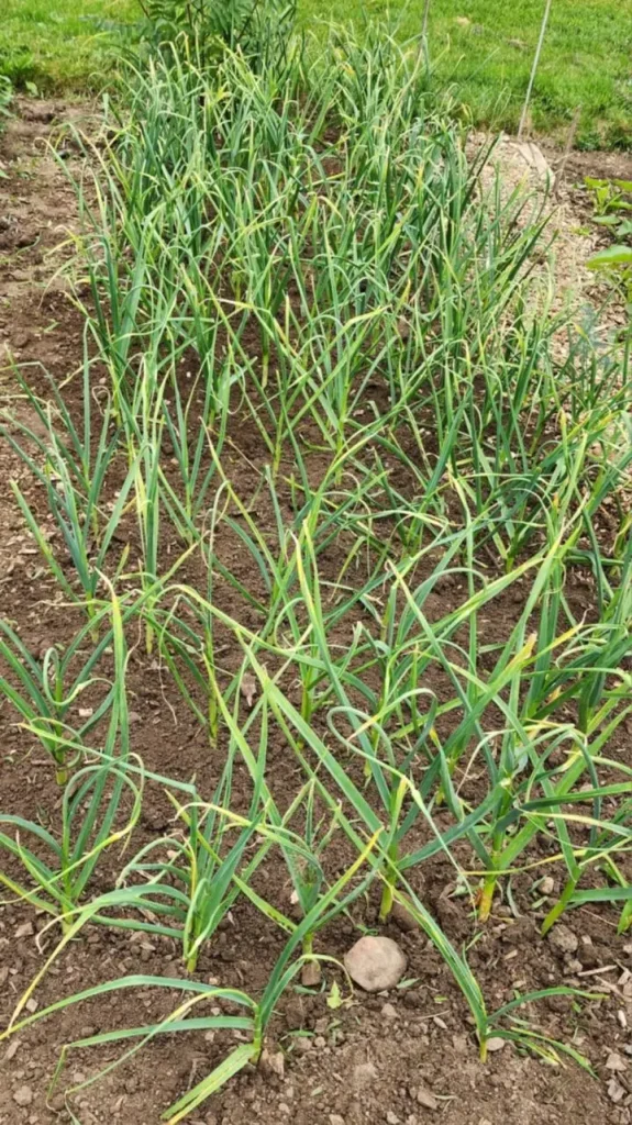Garlic Scapes At Our Community Garden