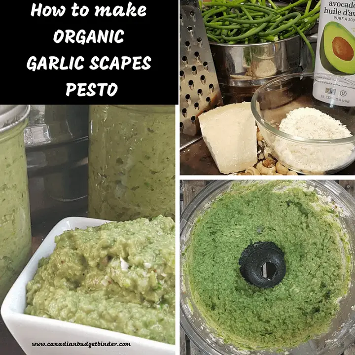 How-to-make-ORGANIC-GARLIC-SCAPES-PESTO-1