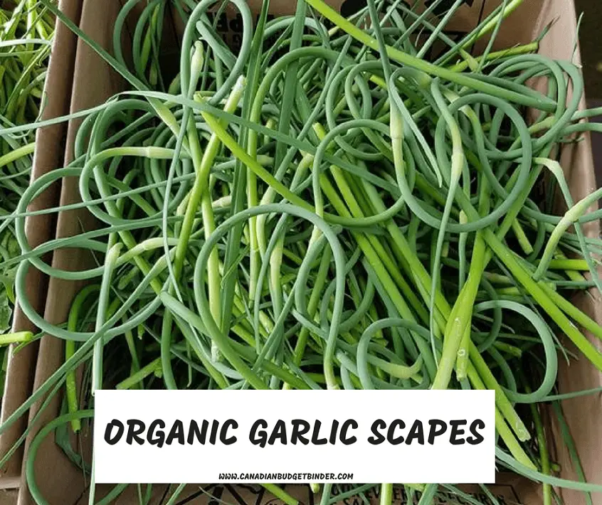 ORGANIC GARLIC SCAPES-1