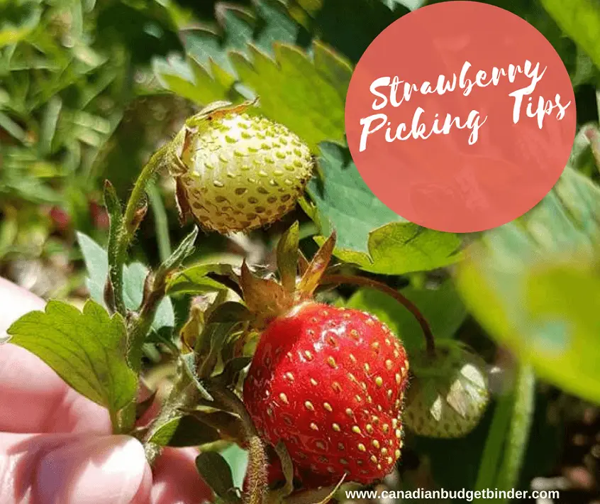 Strawberry Picking Tips