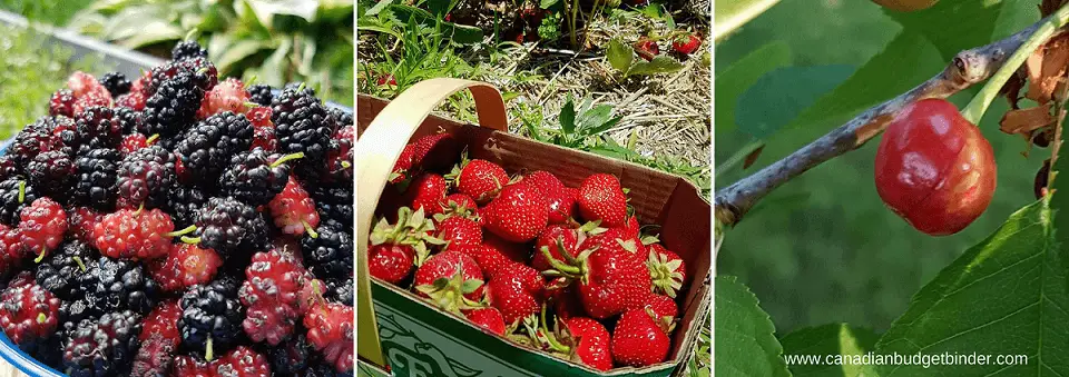 food supply supplement Ontario