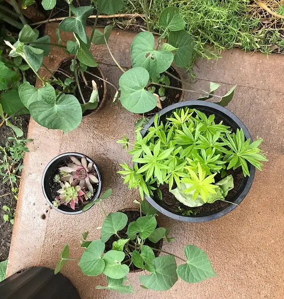 jen garage sale deals potted plants july 2018