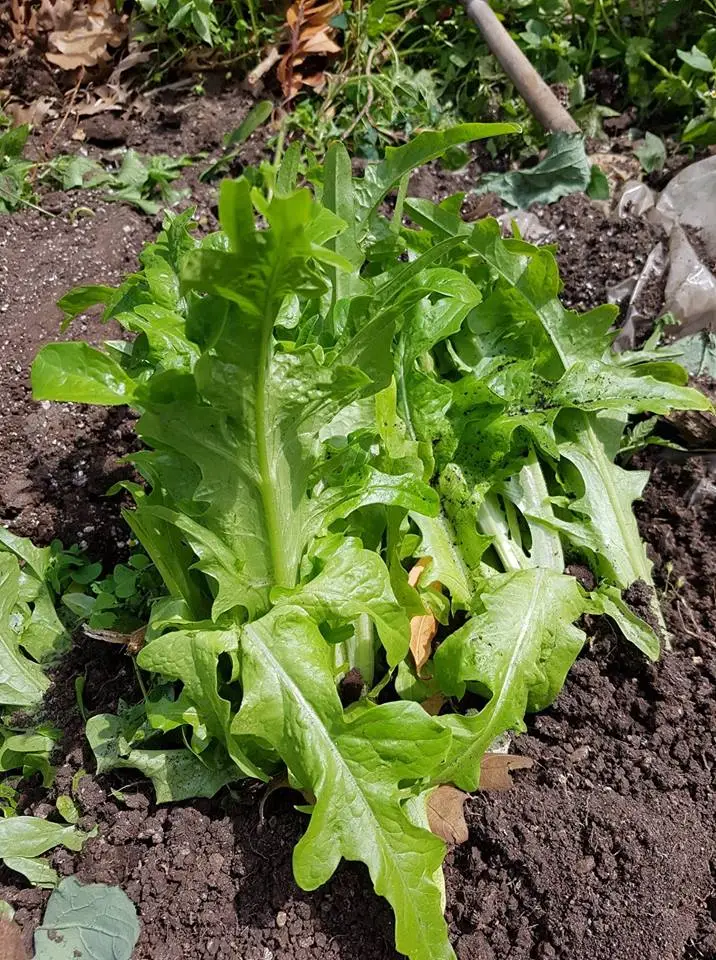 organic green leaf lettuce dads garden