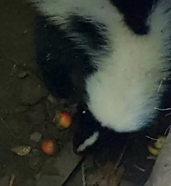 skunk