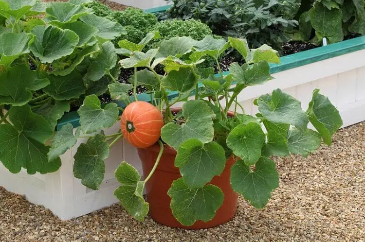 pumpkin growing pot