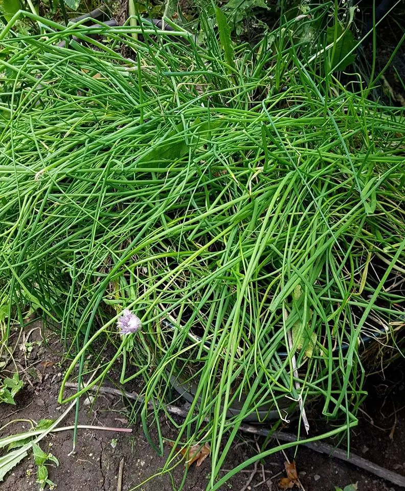 chives