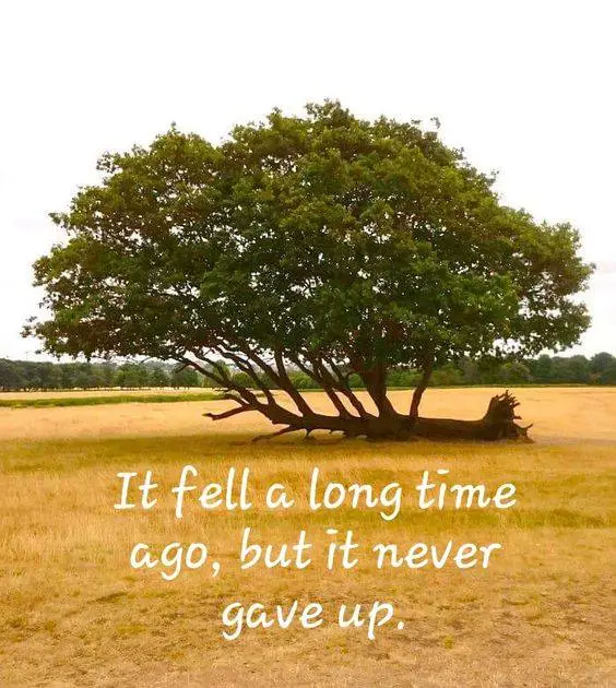 it-fell-a-long-time-ago-but-it-never-gave-up