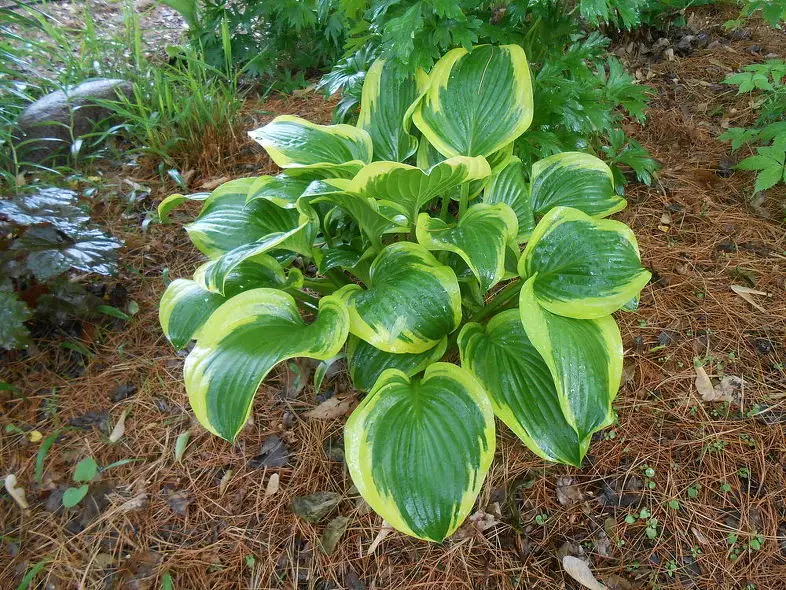 fall-cleanup-of-hosta-gardening-landscape-perennial