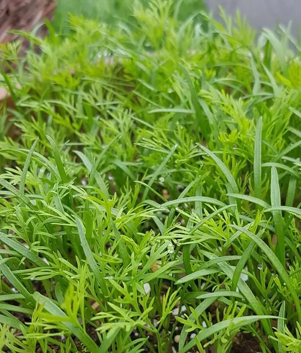 organic-dill-growing-in-pot
