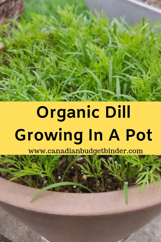 Organic-Dill-Growing-In-A-Pot