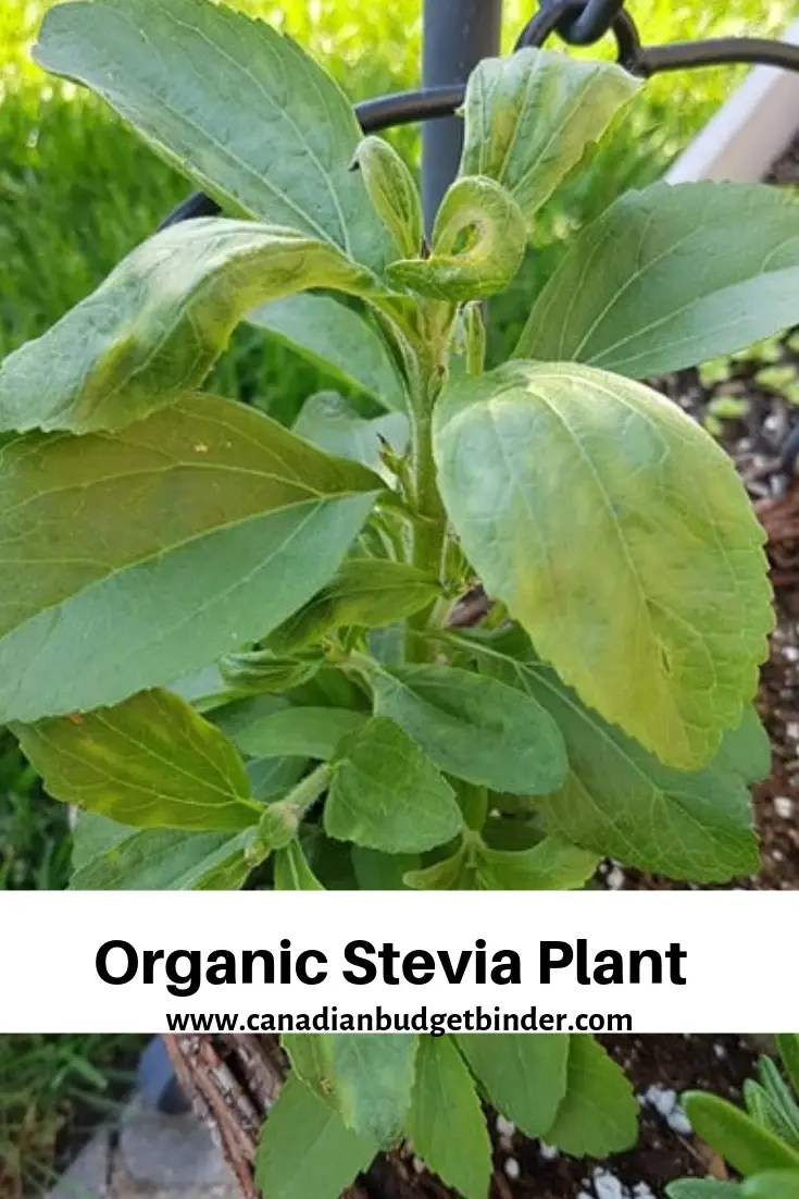 Organic-Stevia-Plant
