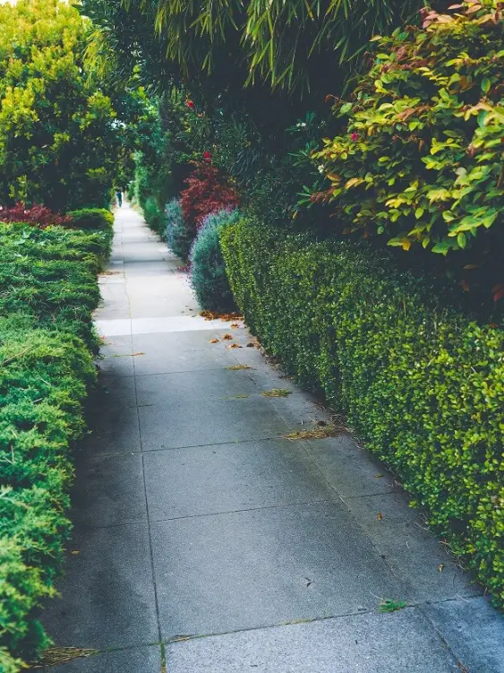 curb-appeal-shrubs