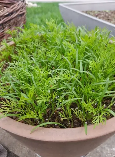 organic dill Ontario