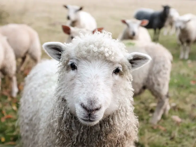 local-farm-tour-fathers-day-events