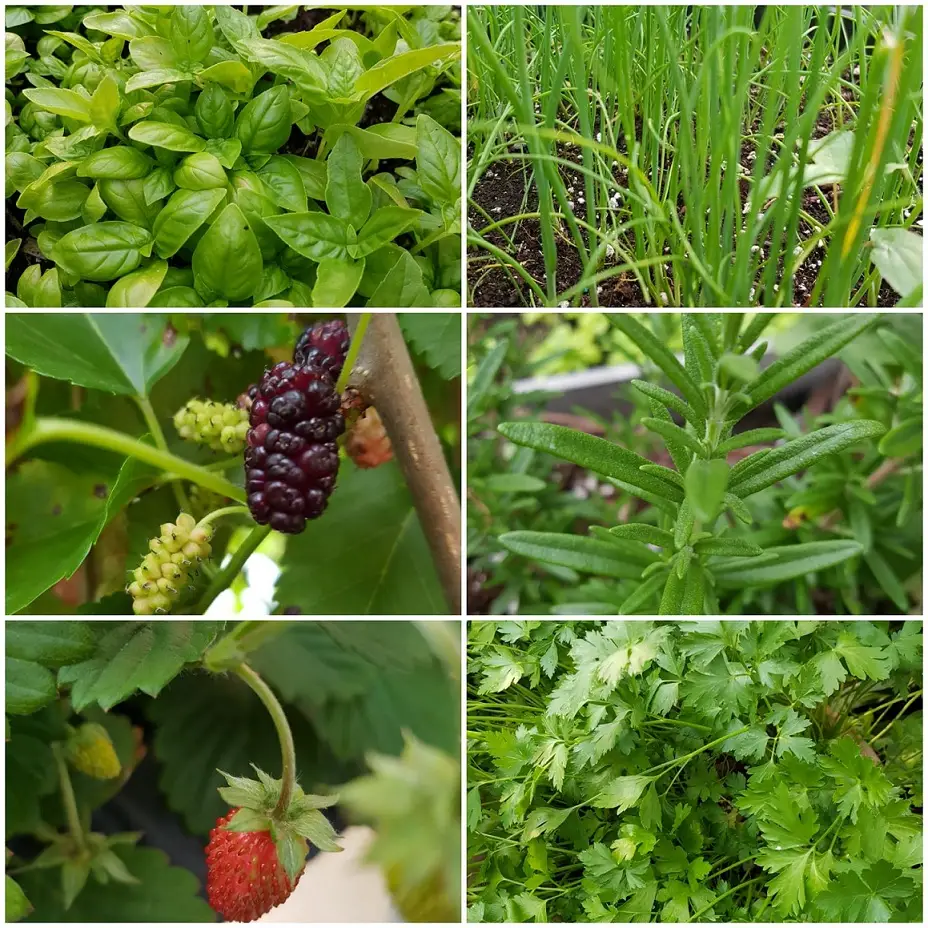 2019-garden-update-blog