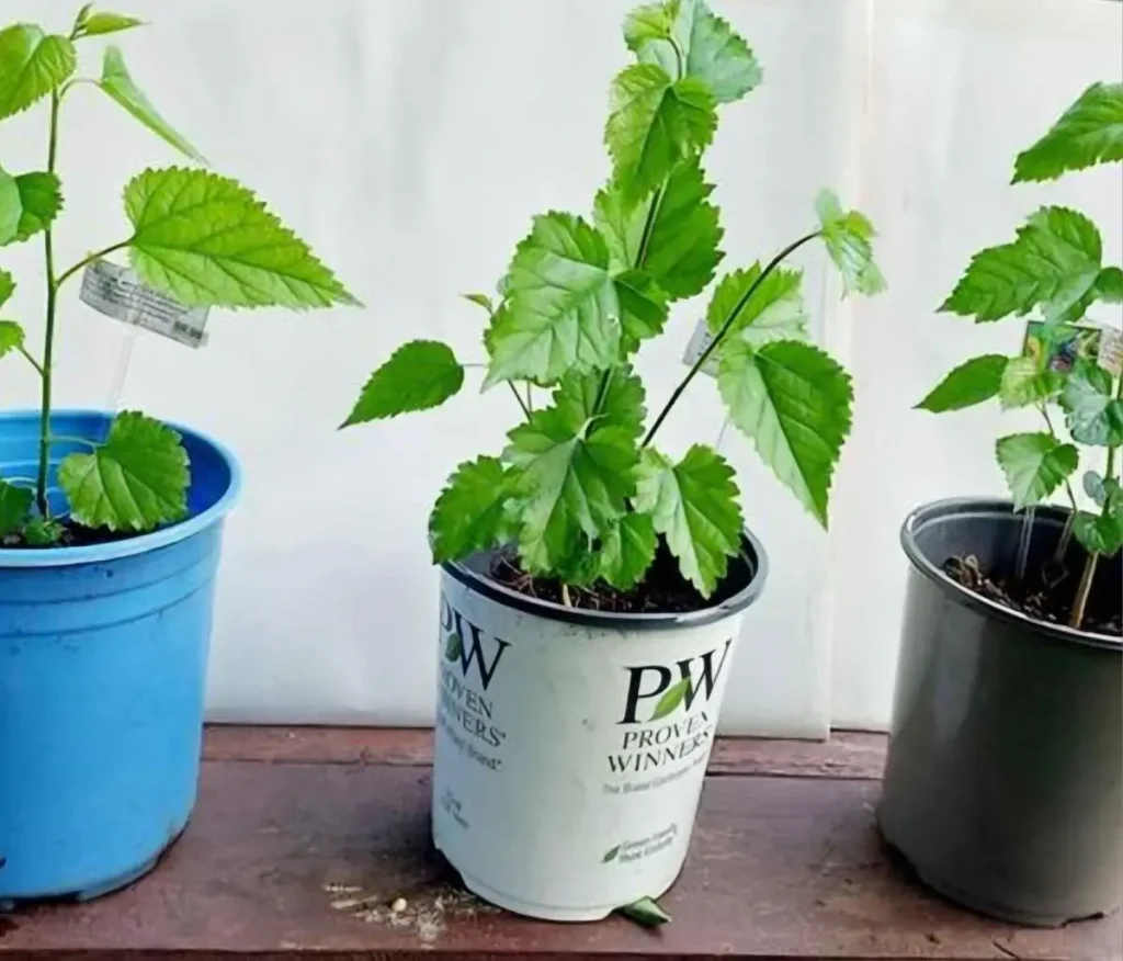 Baby Mulberry Trees