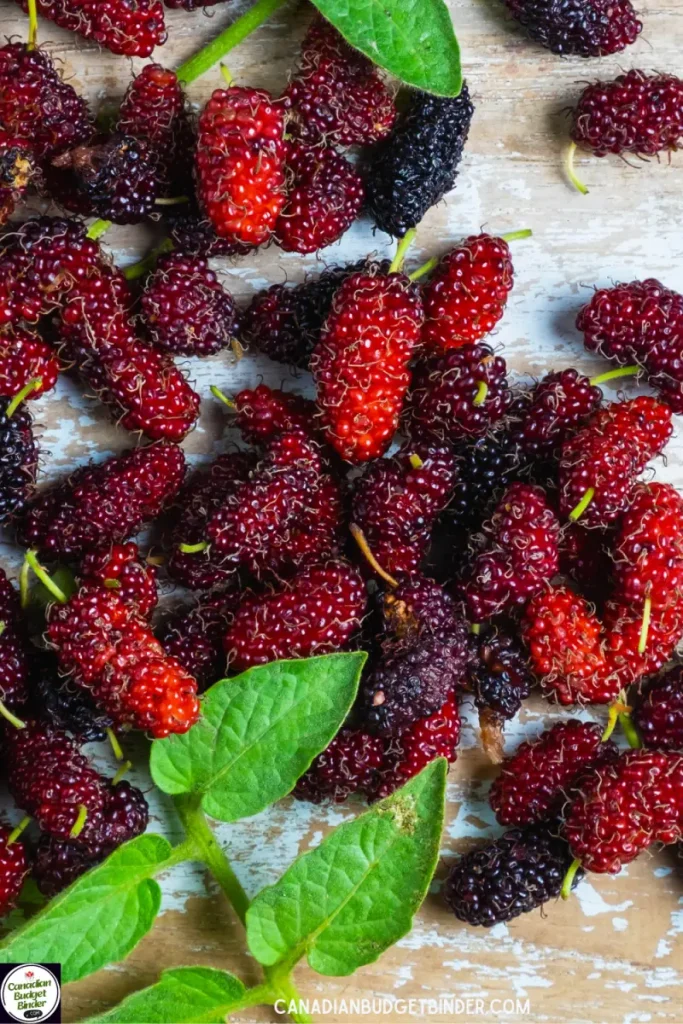 Yes Mulberries Are Edible