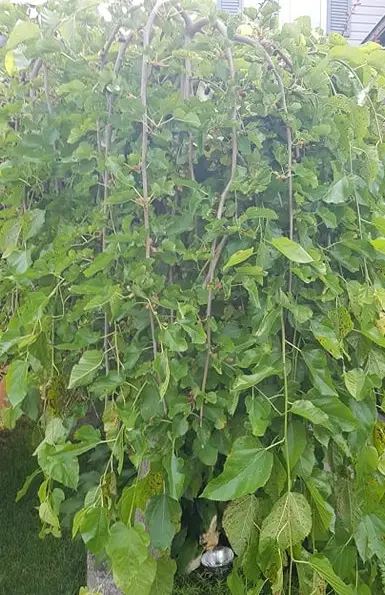 mulberry tree Ontario Canada