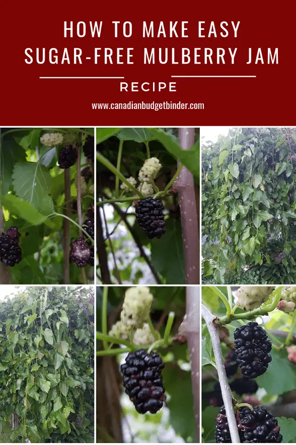 Mulberries on the tree