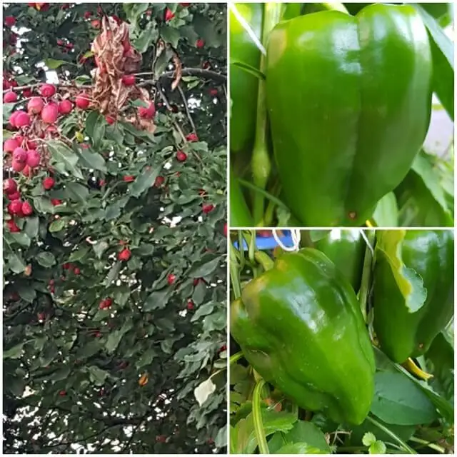 2019-garden-update-August