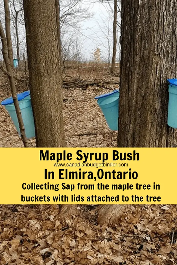 Maple-Syrup-Bush-In-Elmira-Ontario-Collecting-Sap