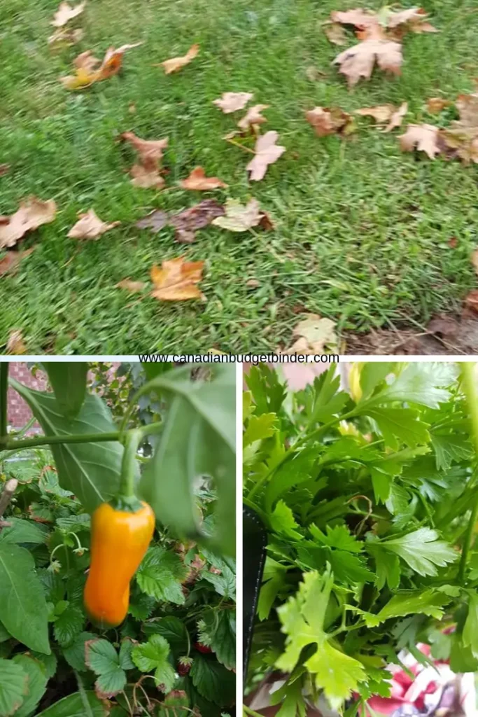 Vegetable garden